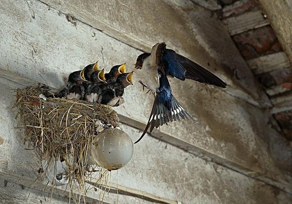 Build a Bird’s Nest